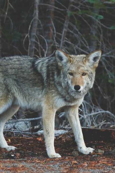 Assassinato no Expresso do Oriente